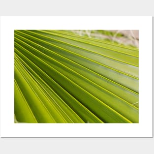 Fan Palm Leaf Posters and Art